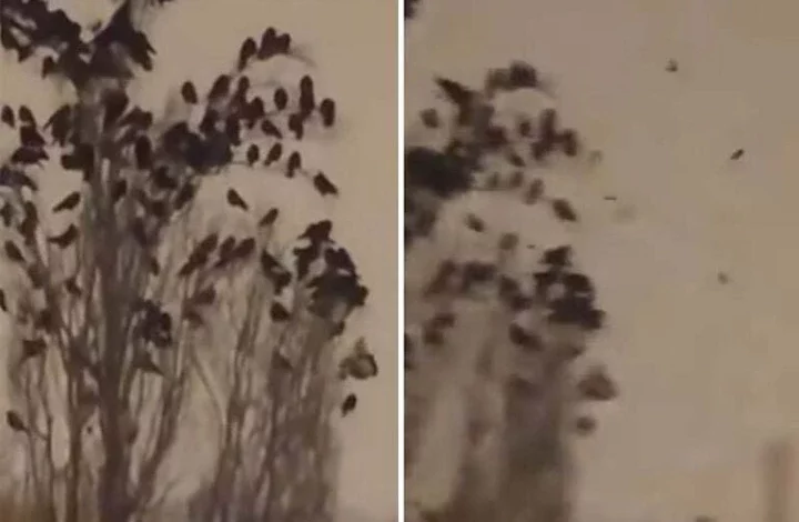 صورة الطيور تتصرف بشكل غريب قبل زلزال تركيا